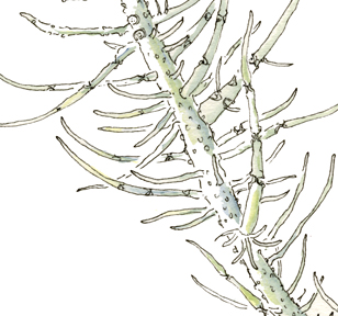 Lichen: Usnea, detail